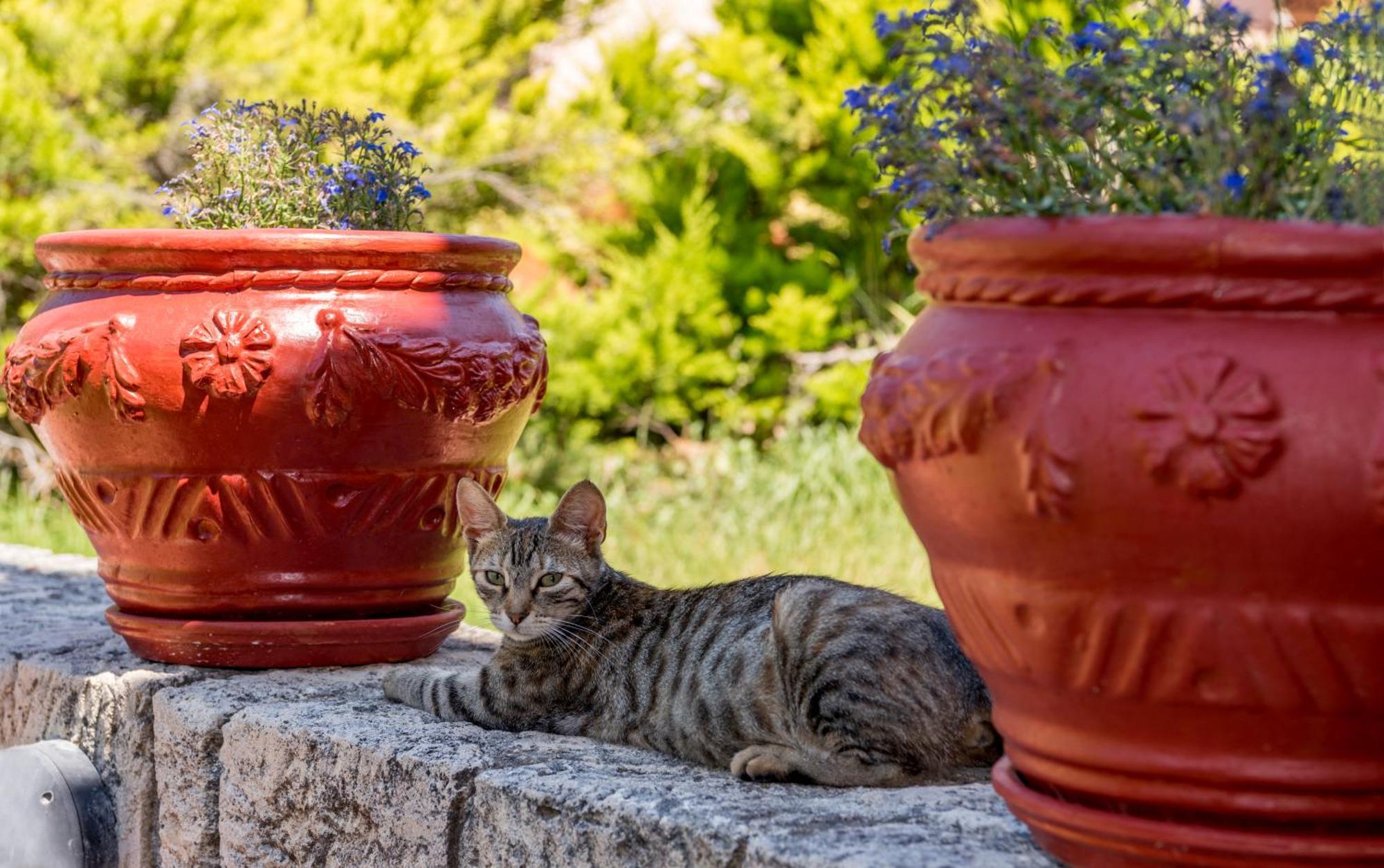 La Luna House Πευκοχώρι Εξωτερικό φωτογραφία